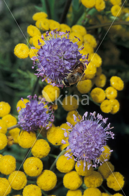drone fly (Eristalis tenax)
