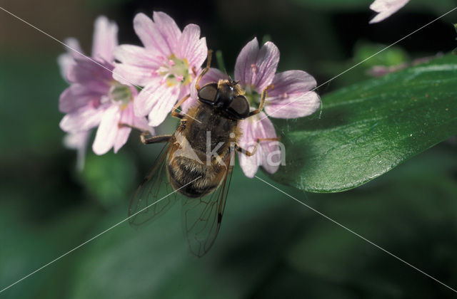 Blinde bij (Eristalis tenax)