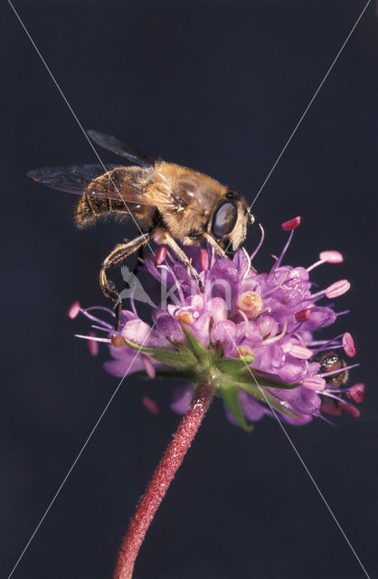 Blinde bij (Eristalis tenax)