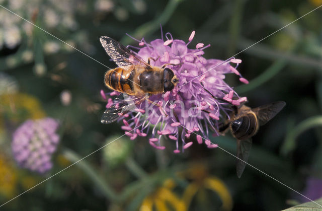 Blinde bij (Eristalis tenax)