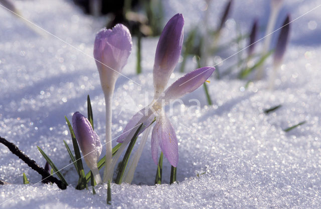 Early Crocus (Crocus tommasinianus)