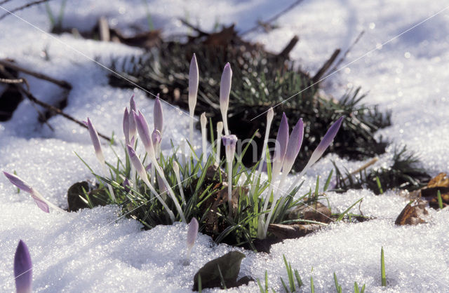 Boerenkrokus (Crocus tommasinianus)