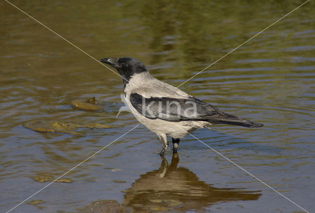 Hooded Crow (Corvus cornix)