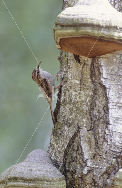 Boomkruiper (Certhia brachydactyla)