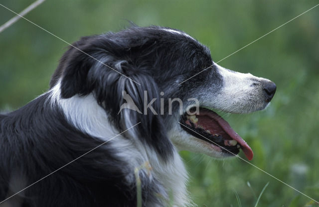 Border collie (Canis domesticus)