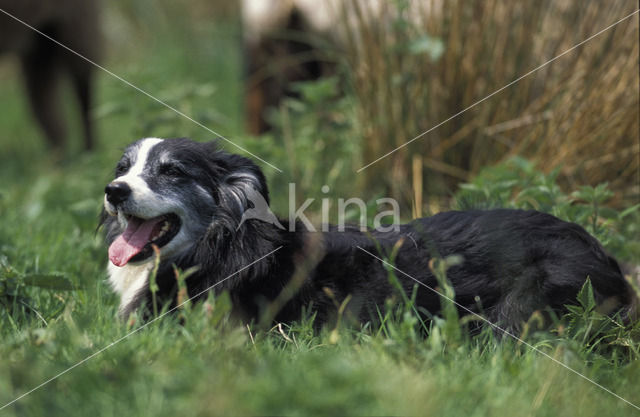 Border collie (Canis domesticus)