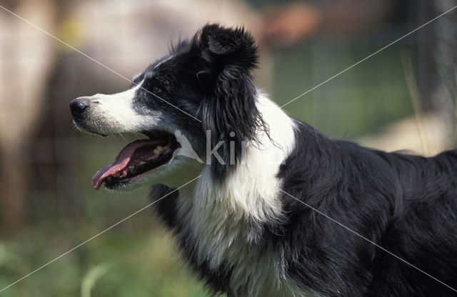 Border collie (Canis domesticus)