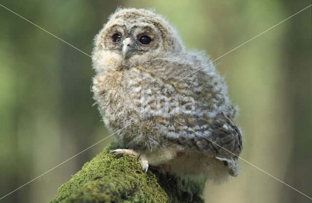 Tawny Owl (Strix aluco)