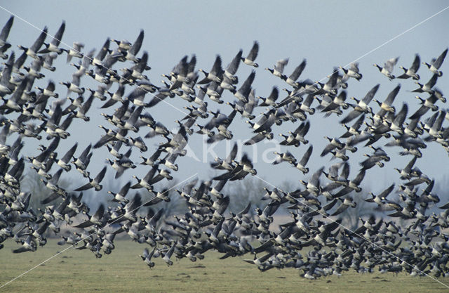 Barnacle Goose (Branta leucopsis)
