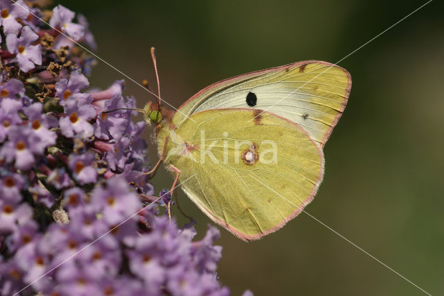 Danube Clouded Yellow (Colias myrmidone)