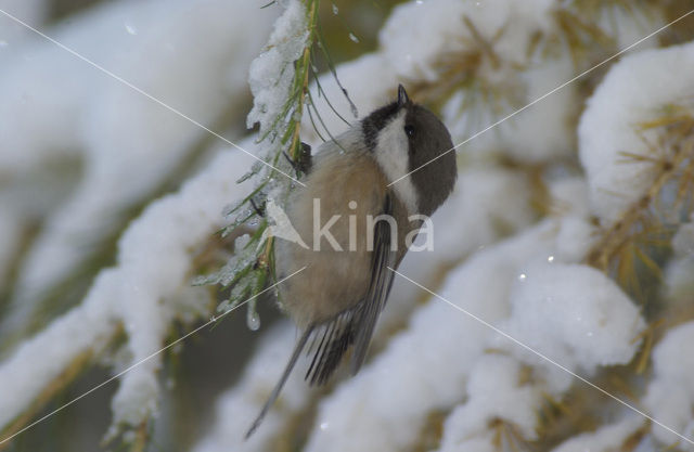 Bruinkopmees (Parus cinctus)