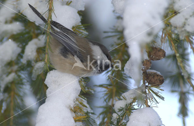 Siberian Tit