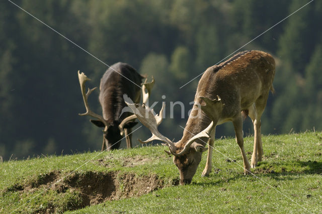 Fallow Deer (Dama dama)