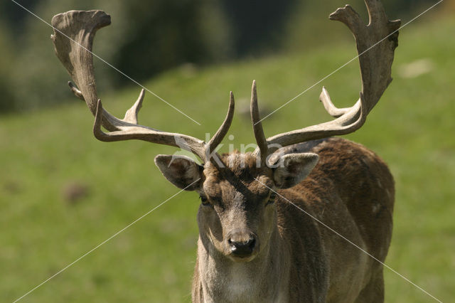 Fallow Deer (Dama dama)