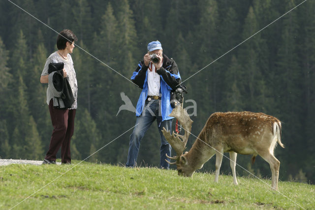 Fallow Deer (Dama dama)