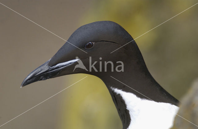 Brünnich's Guillemot