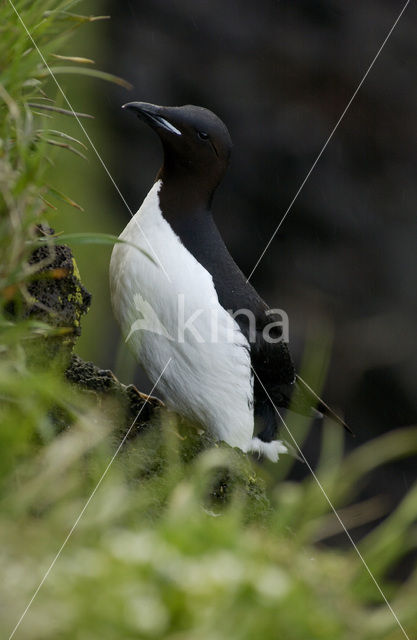 Dikbekzeekoet (Uria lomvia)