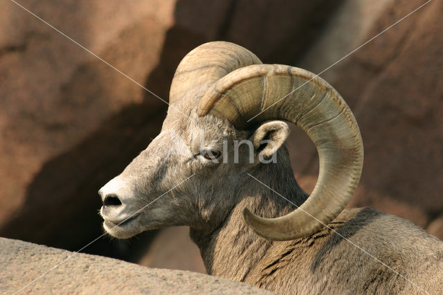 Bighorn Sheep (Ovis canadensis)