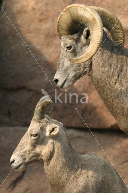 Bighorn Sheep (Ovis canadensis)