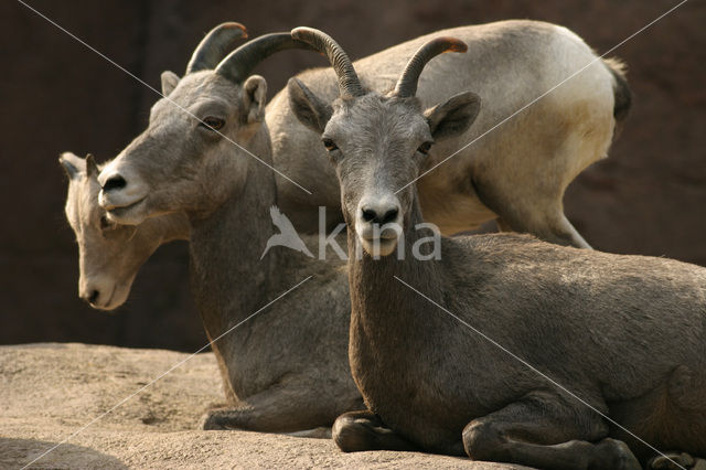 Dikhoornschaap (Ovis canadensis)