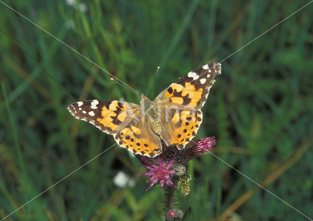 Distelvlinder (Vanessa cardui)