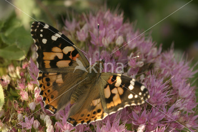 Distelvlinder (Vanessa cardui)