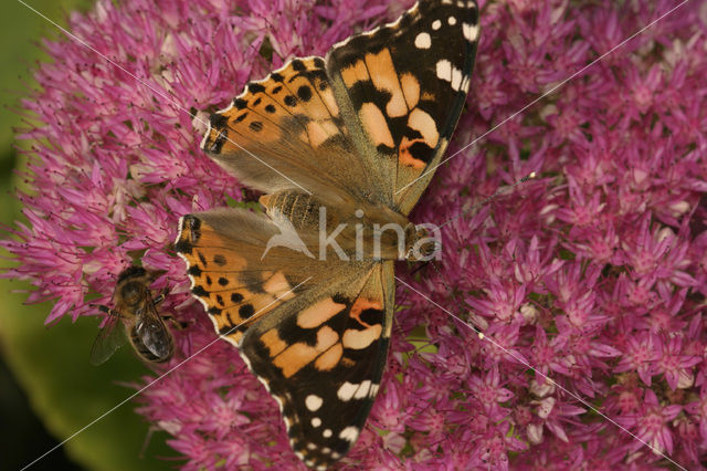 Distelvlinder (Vanessa cardui)