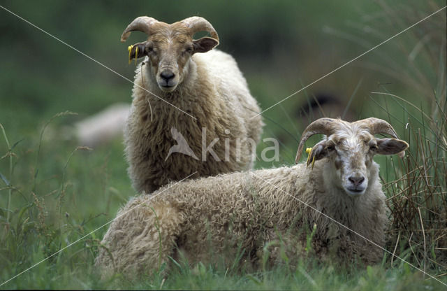 Drents heideschaap (Ovis domesticus)