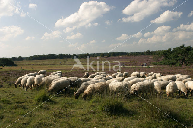 sheep (Ovis domesticus)