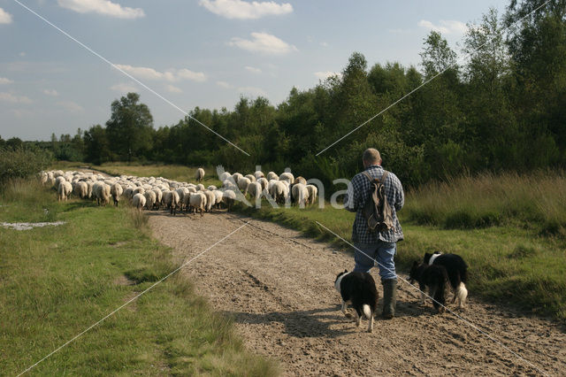 sheep (Ovis domesticus)