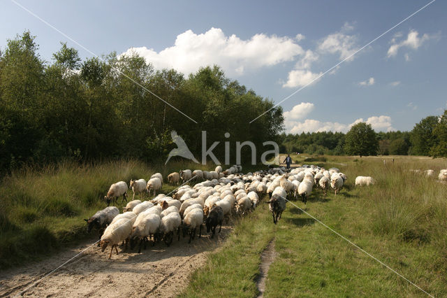 Drents heideschaap (Ovis domesticus)