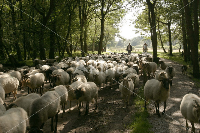 Drents heideschaap (Ovis domesticus)