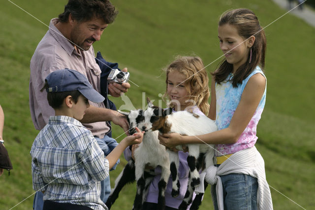 dwarf Goat (Capra domesticus)