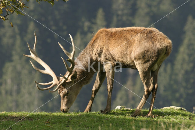 Red Deer (Cervus elaphus)