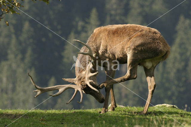 Red Deer (Cervus elaphus)