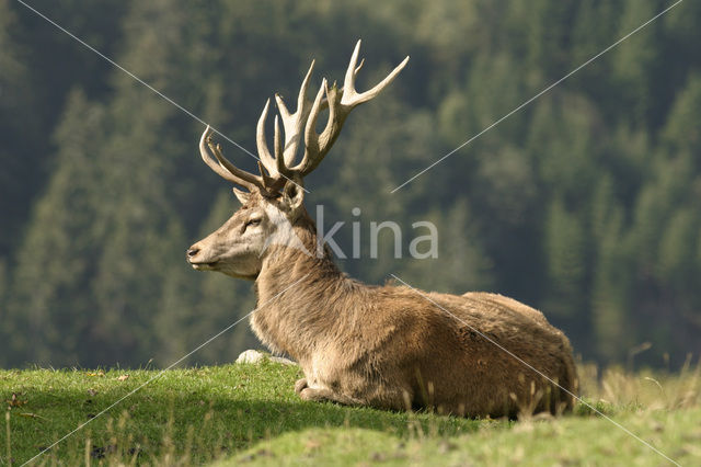 Red Deer (Cervus elaphus)