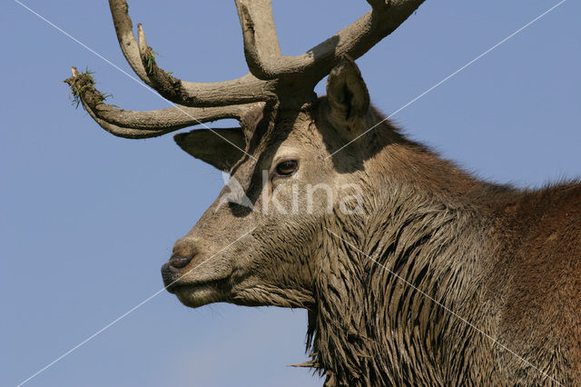 Red Deer (Cervus elaphus)