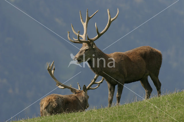 Red Deer (Cervus elaphus)