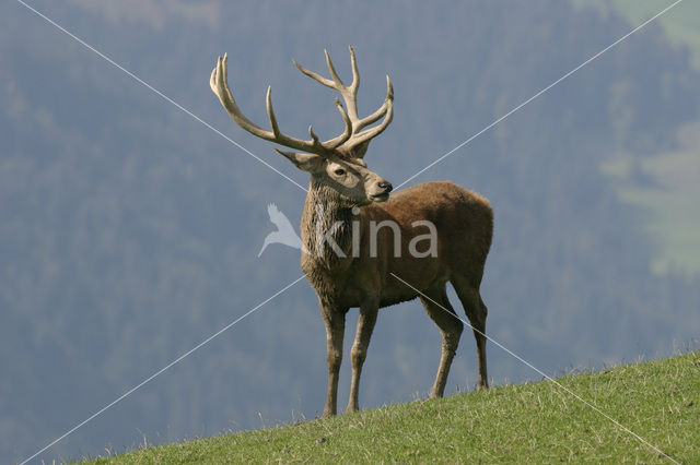 Red Deer (Cervus elaphus)