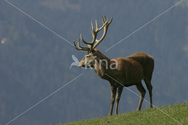 Red Deer (Cervus elaphus)