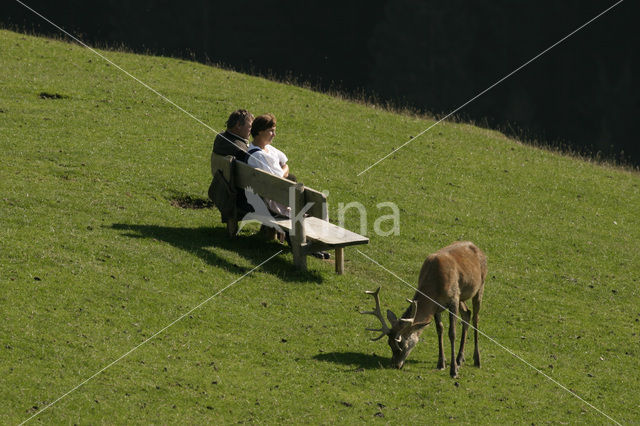 Red Deer (Cervus elaphus)