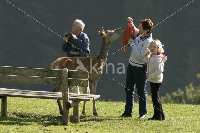 Red Deer (Cervus elaphus)