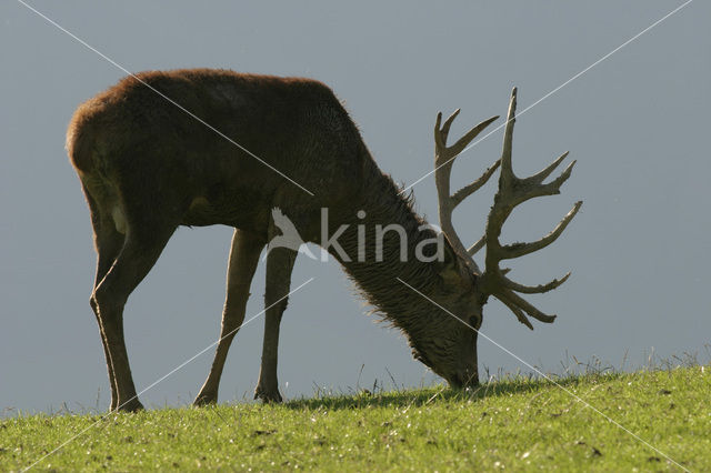 Red Deer (Cervus elaphus)