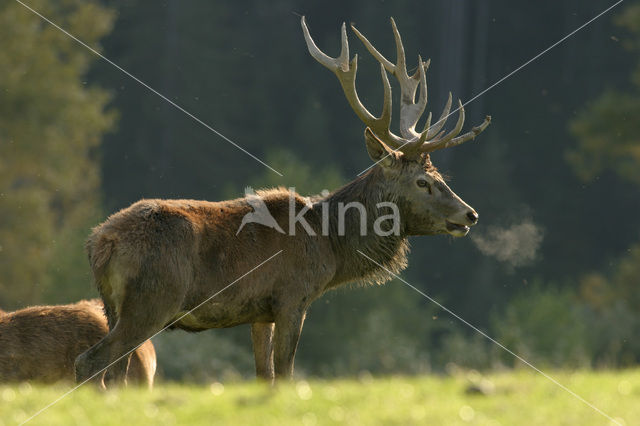 Red Deer (Cervus elaphus)