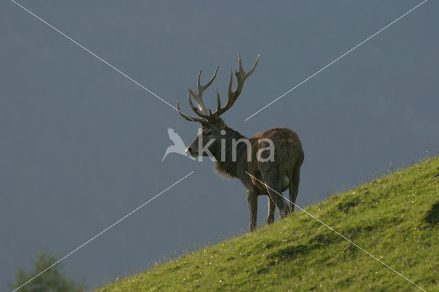 Red Deer (Cervus elaphus)