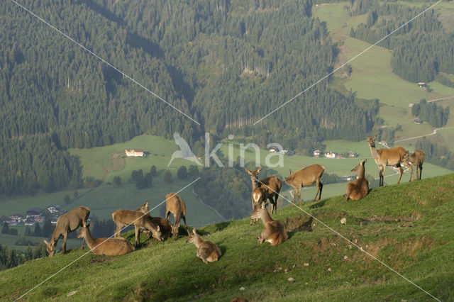 Red Deer (Cervus elaphus)