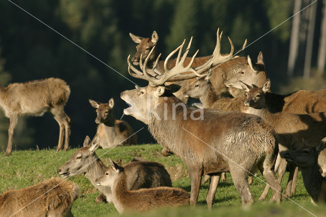 Red Deer (Cervus elaphus)