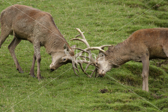 Red Deer (Cervus elaphus)