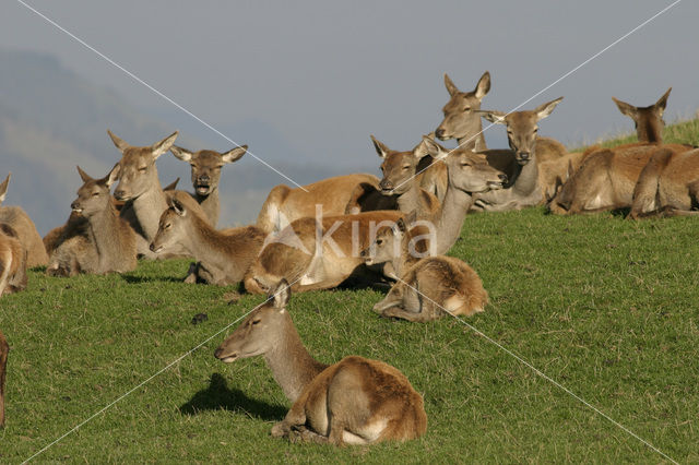 Red Deer (Cervus elaphus)