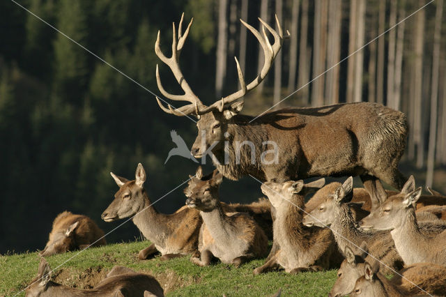 Red Deer (Cervus elaphus)